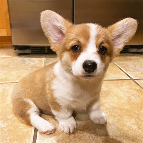 Corgi puppies for sale | corgi puppy for sale | Affordable Price for all