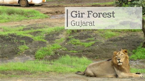 Gir-Forest-National-Park • Technology & Travel Blog from India