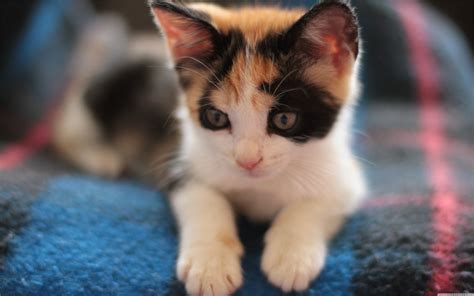 Calico Kitten Wallpapers - 4k, HD Calico Kitten Backgrounds on WallpaperBat