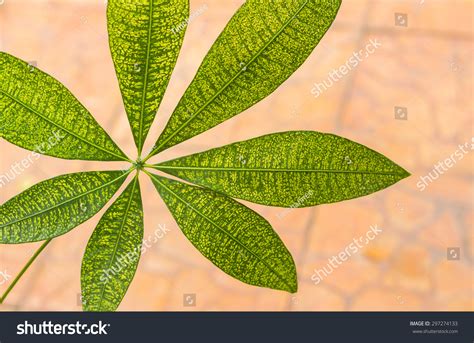 Palmately Compound Leaves Stock Photo 297274133 | Shutterstock