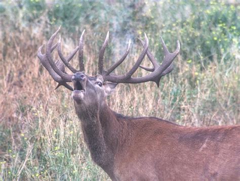 Red Stag Roar | Photo Gallery | El Carrizal Hunting Lodge