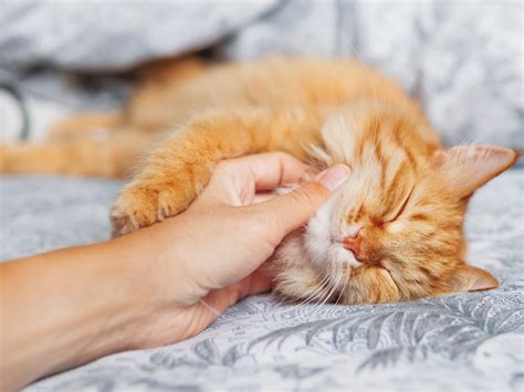 Porque O Gato Fica Ronronando - Como os gatos conseguem ronronar? - Mega Curioso