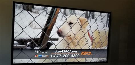 This aspca commercial features dogs out in the cold. Instead of helping they take videos. : r ...