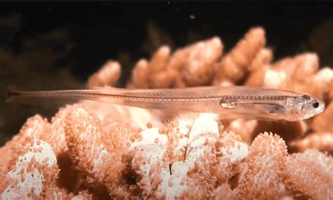 pearlfish seeks unusual hiding spot  sea cucumbers