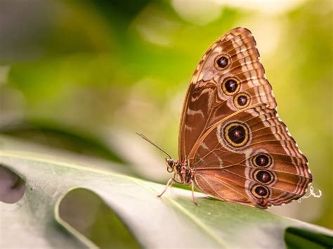 Qual O Significado Da Borboleta Marrom - Borboleta Marrom Significado Espiritual – Quando Te Visitou?