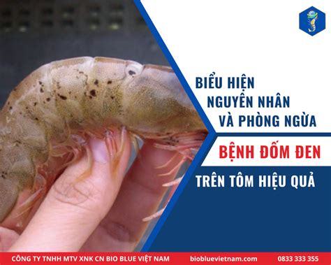 benh phat  tren tom va cach phong benh bio blue viet nam