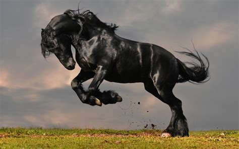 Black Stallion Wallpapers - Top Free Black Stallion Backgrounds ...