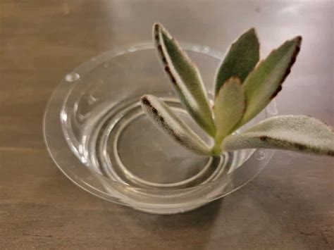 How to Propagate Succulents (From Leaves & Cuttings)