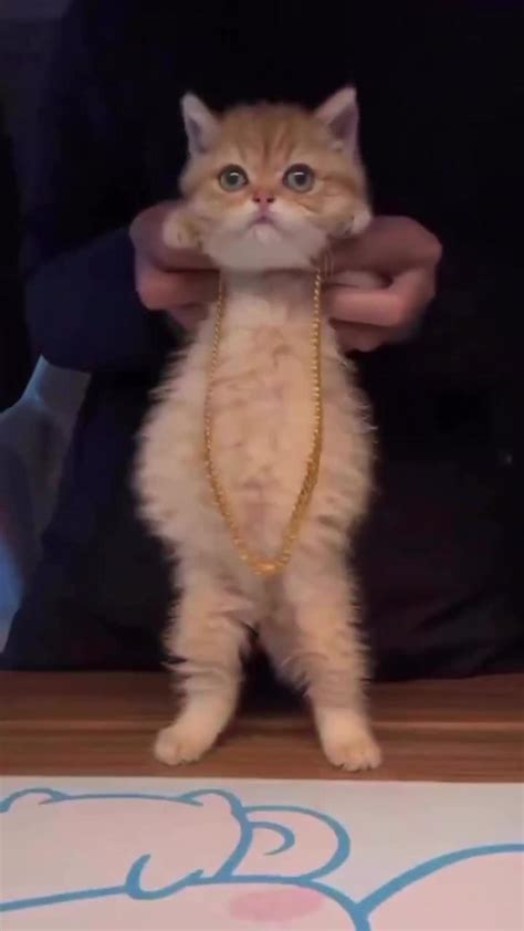 PET LOVE - One News Page VIDEO