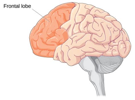 Brain Development During Adolescence | Lifespan Development