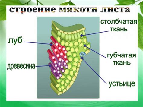 Клеточное строение листа - Презентации по биологии