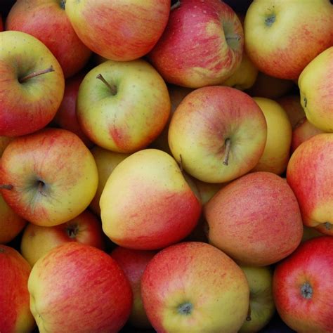 Фото к объявлению: продам яблоко Пинова/Голден — Agrotorg