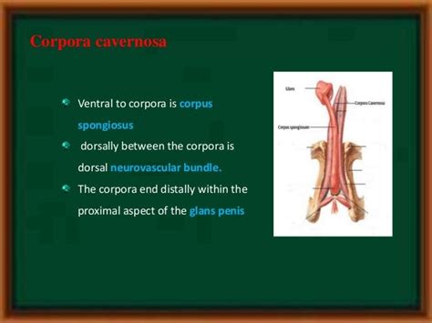 penile anatomy