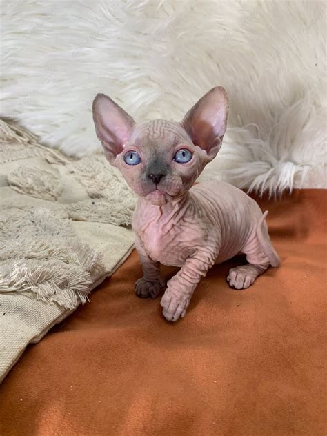 Find Your Furry Friend: Bambino Kittens for Sale! 🐾 – ALVI-KITTENS