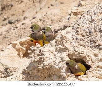 burrowing parrot royalty  images stock  pictures