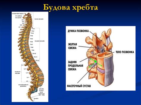 Захворювання периферичної нервової системи - презентация онлайн