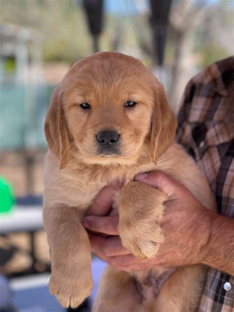 Golden Retriever Puppies For Sale In San Diego, CA
