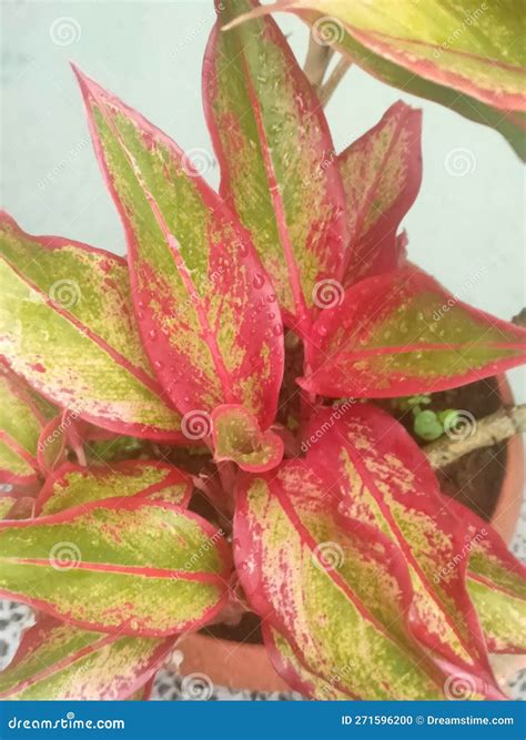 Aglonema Lipstick (chinese Evergreen) Flower In The White Vas. Royalty
