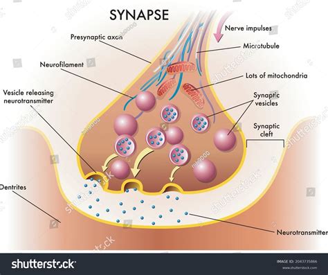 Neurotransmitter Synapse: Over 640 Royalty-Free Licensable Stock Vectors & Vector Art | Shutterstock