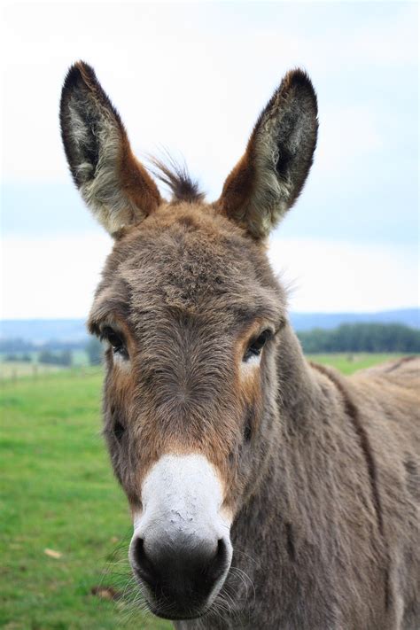 70,000+ Free Donkey Face & Donkey Images - Pixabay