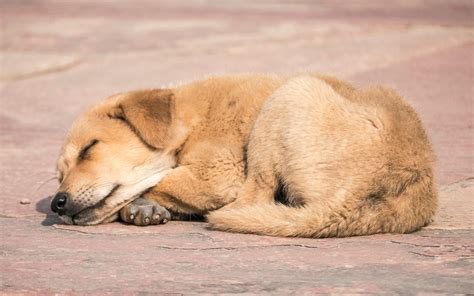 guide to dog sleeping too much naturally 10