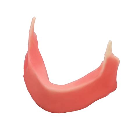 dental mandibular jaw model  silicone