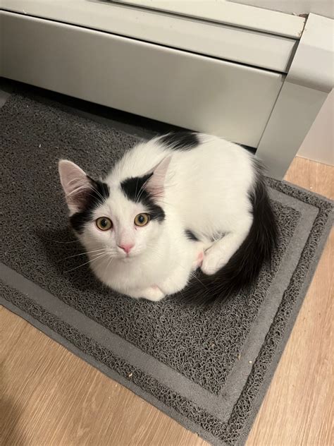 Cat for adoption - Nash, a Domestic Short Hair in BURNABY, BC | Petfinder
