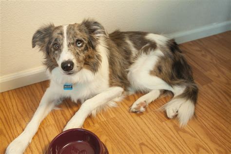 vet approved home remedies  upset stomach  dogs pethelpful