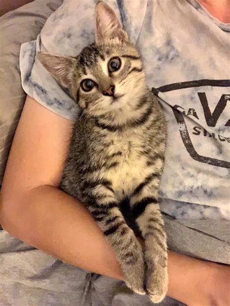 Rescued this sweet girl outside my work. Everyone, say hello to Talulah