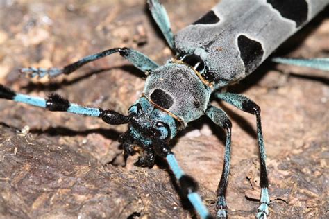 Longhorn Beetles (NPS National Capital Region Beetle Species Guide ...