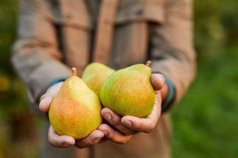 How to Ripen Pears – The Table by Harry & David