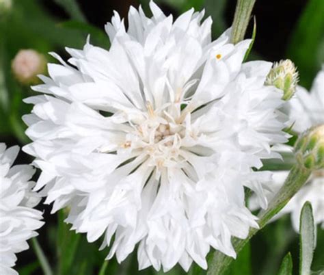 Cornflower White Tall Centaurea Cyanus Seeds