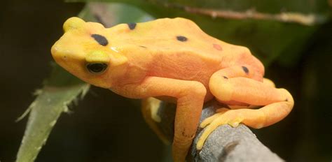 Oakland Zoo | Panamanian Golden Frog