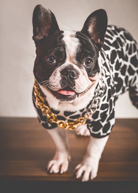 dog french bulldog frenchie  photo  pixabay pixabay