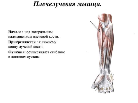 Мышцы верхней конечности - презентация онлайн