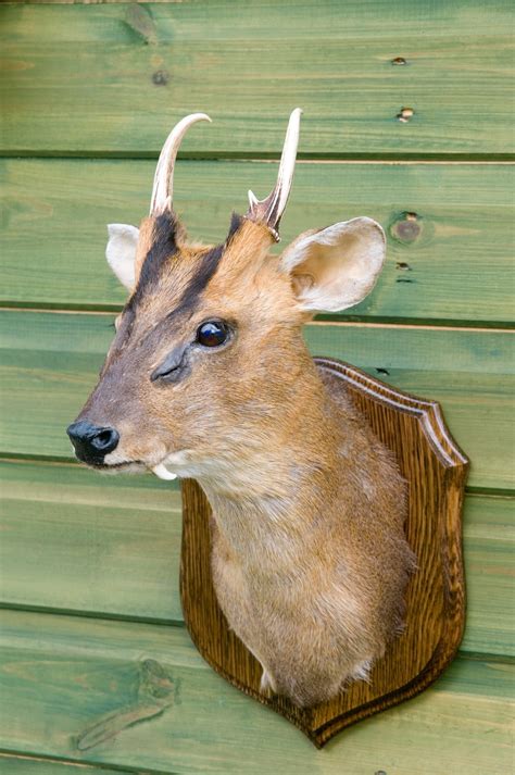 muntjac animal 4