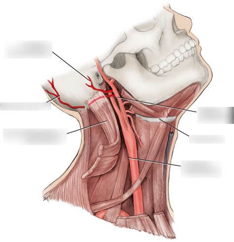 DHG 119 Pathways of the occipital artery and posterior auricular artery ...