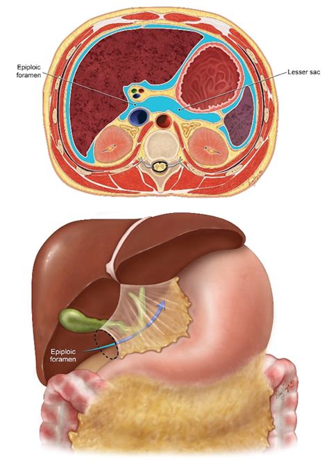 Lesser Omentum Contents