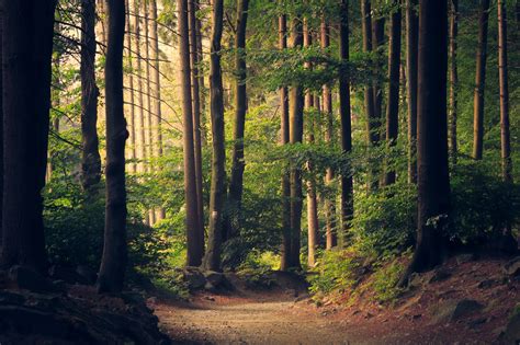 images landscape tree nature path pathway wilderness