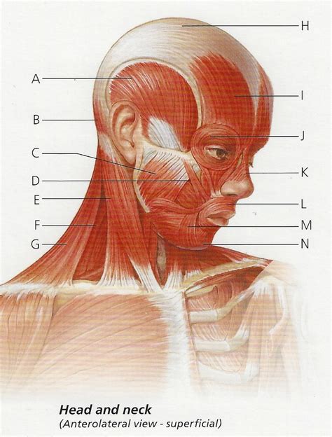 head anterior lab final diagram quizlet