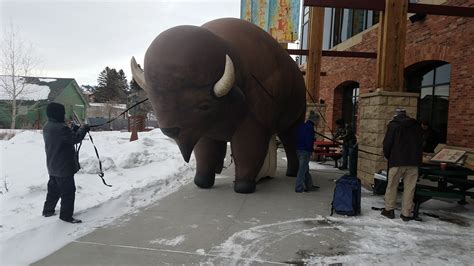 Setting Up the Giant Buffalo – Muse Ecology Podcast