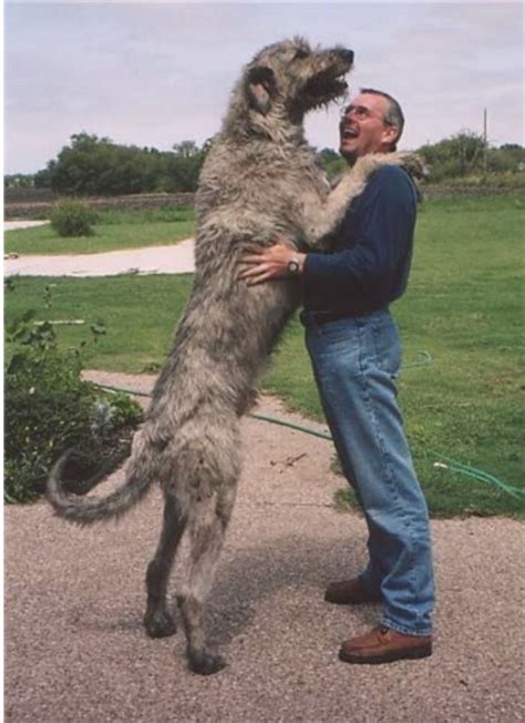 irish wolfhound     legendary gentle giant celtic titles