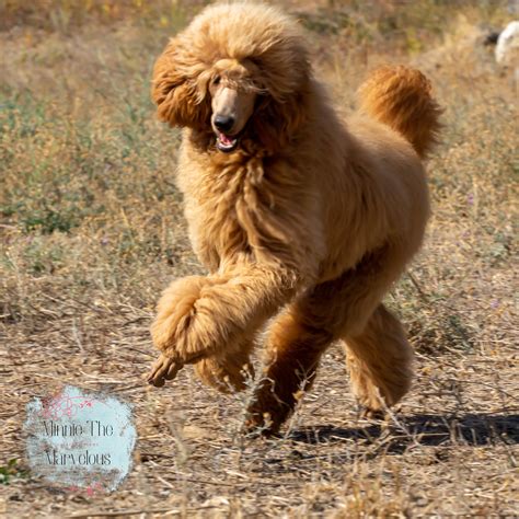 Apricot Standard Poodles