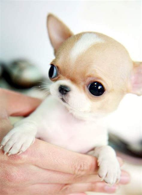 Newborn Micro Teacup Chihuahua Puppies - Pets Lovers