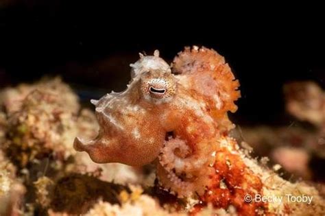 Star-sucker Pygmy Octopus (Octopus wolfi) · iNaturalist