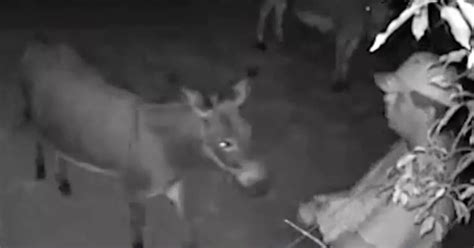 man caught  sex  familys pet donkey  disturbing cctv