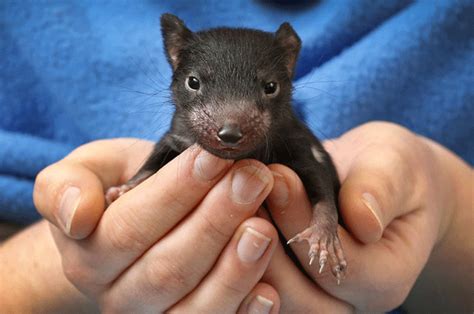 tasmanian devils    thrown  cute jail