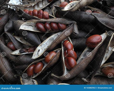 Blackbean Tree Castanospermum Australe Seeds Stock Image - Image of ...