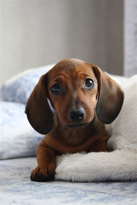 Такса собака эстетика щенок фото анимализм Doxie, Dachshunds, Charlie ...
