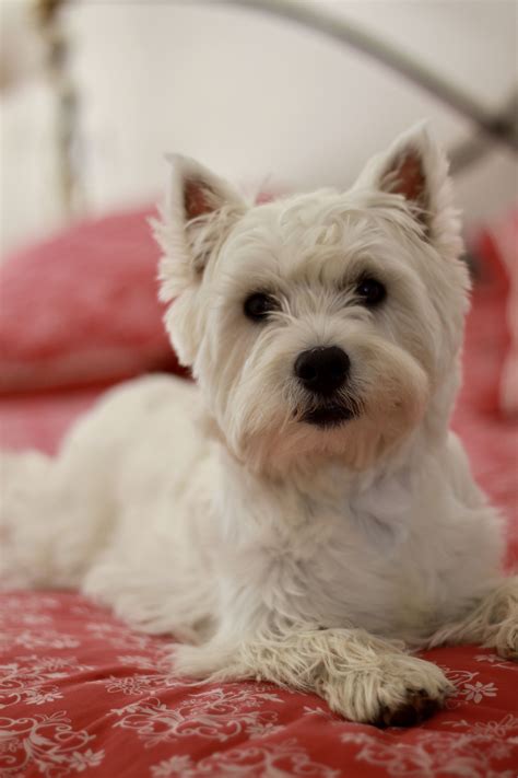 Westie Romy puppy chiot 9 months